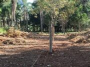 877 chácara em Brazabrantes