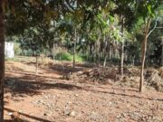 888 chácara em Brazabrantes