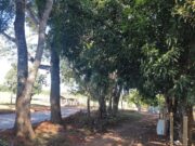 879 chácara em Brazabrantes