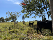 Chácara disponível