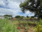 lote no setor Padre pelágio