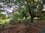 Chácara à Venda – 4.000m² no Setor San Diego